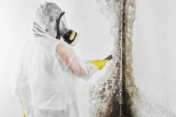 Best Residential Mold Removal  in Valley Mills, TX