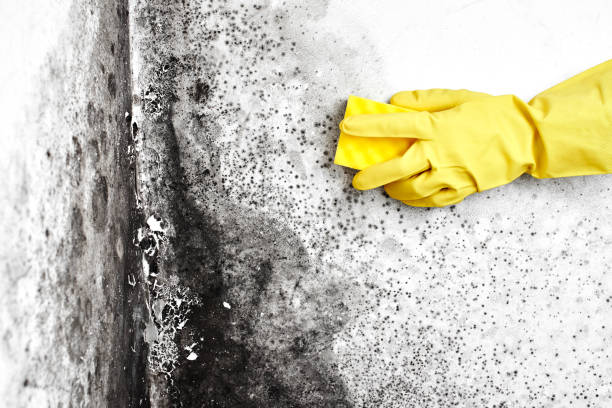 Best Mold Removal Company Near Me  in Valley Mills, TX