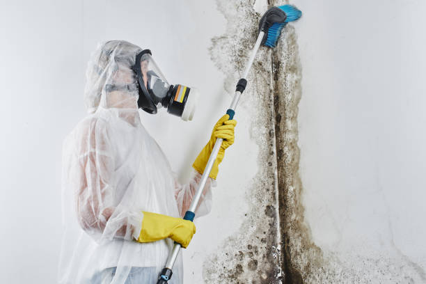 Mold Testing and Removal in Valley Mills, TX