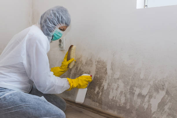 Best Fast Mold Removal  in Valley Mills, TX