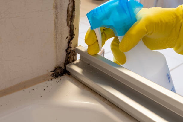 Best Black Mold Removal  in Valley Mills, TX