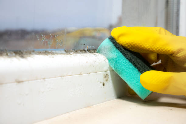 Mold Removal Process in Valley Mills, TX