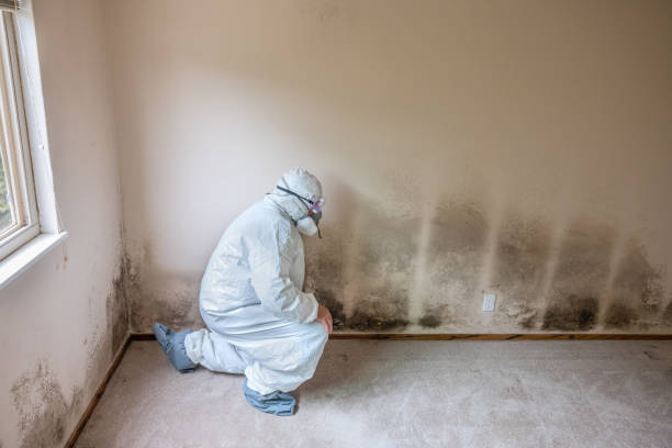 Professional Mold Removal in Valley Mills, TX