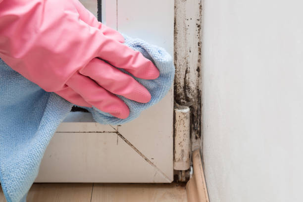 Best Office Mold Removal Services  in Valley Mills, TX